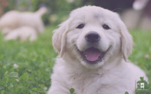 Moving on Puppy Day