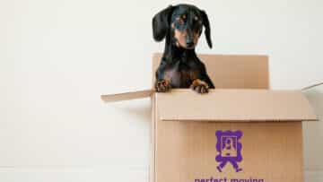 How to Move with Pets in the City