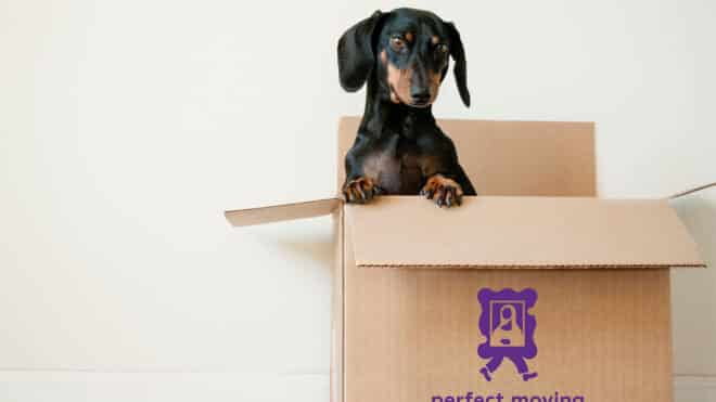 How to Move with Pets in the City