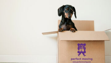 Forgetting essentials box for first night in new home