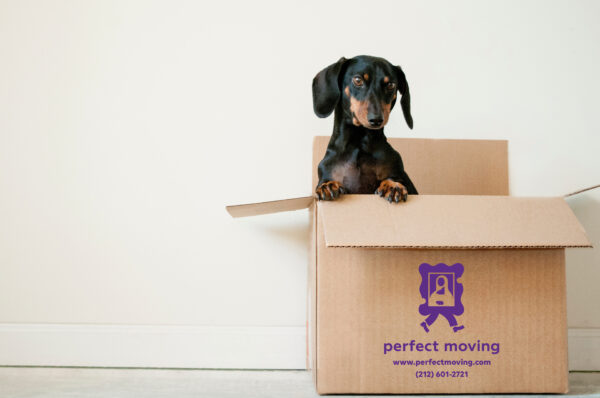 Perfect Moving - Essentials Box